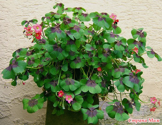 Кислый оксалис - Сад моей мечты - Страна Мам