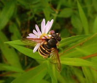 ������� - �������