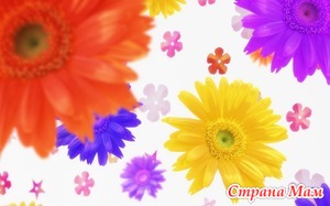 ������� ����� �� �������, 29 �������