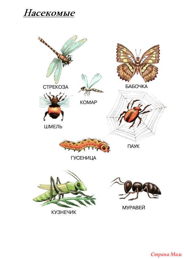 Схема описания насекомых для детей в детском саду