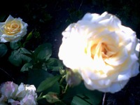 �������������"������ ����"