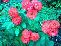 �������������"� �������"