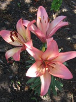 ������������� " �� ����������� ������ �������"