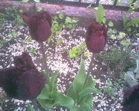 �������������" ������� ������"