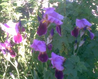 � ���� ������� ���������"