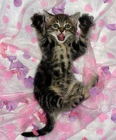 Дневник кота. Любителям кошек посвящается!!!
