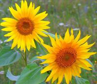 ...� ���-���� - ��� ��� ����?