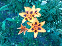 � ���� ��������