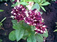 ������������ �������� "������ ���"