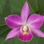 Эти удивительные орхидеи