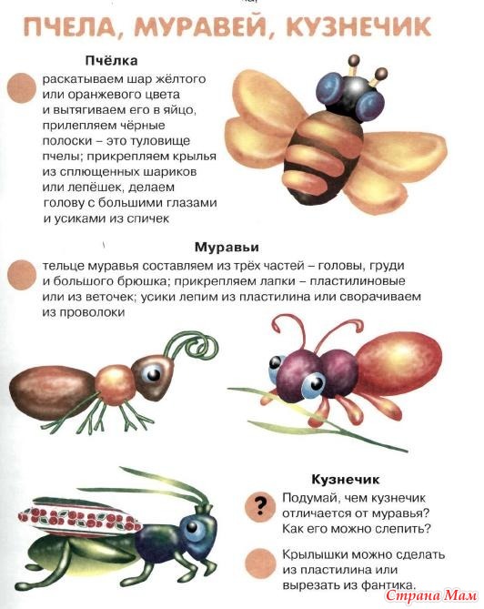 Схема лепки муравья в старшей группе