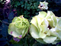 ����� � �������