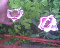 ������ "��� ����"