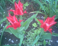 ������ �� ����������� ����.