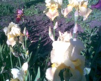 ������ "� ������� � ��� ���� �����"