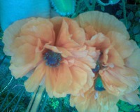 � ��������