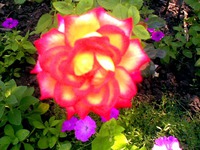 "��� ��������"