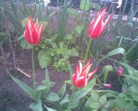 "���������� ����"