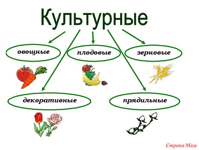 Проект на тему растения символы разных стран