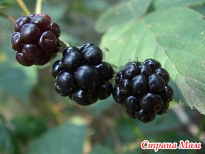 На что похож запах ежевики. 376206 30898. На что похож запах ежевики фото. На что похож запах ежевики-376206 30898. картинка На что похож запах ежевики. картинка 376206 30898. При исследовании найденных на территории современной Дании и отлично сохранившихся останков «харольдской женщины», жившей в железном веке, было установлено, что ежевика являлась частью ее рациона.
