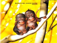 ����  �  ��������