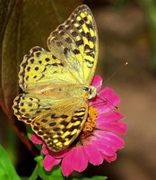 ��� ����� �������?