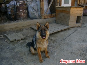 Кормление немецкой овчарки.