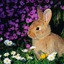 Наши пушистики-любители кроликов