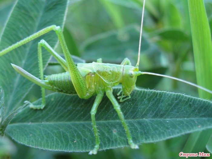Паранойя - Страна Мам
