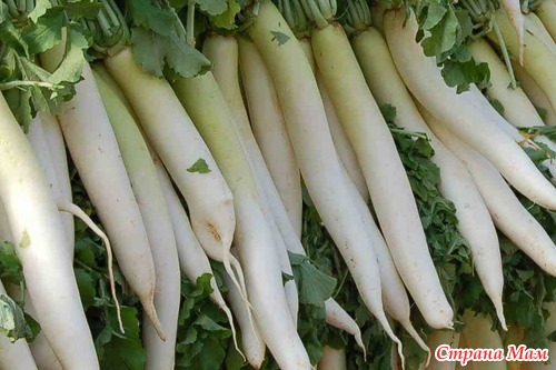 Radish - translation missing: en.general.meta.tagged