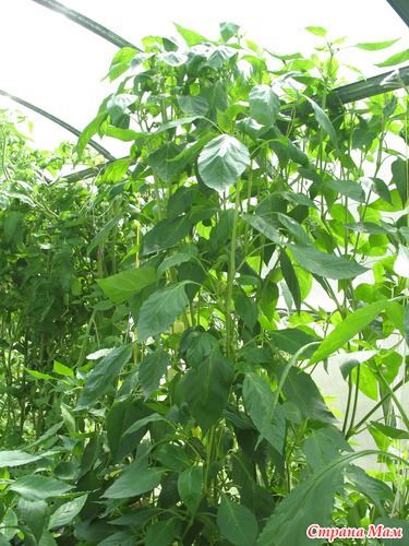 �����, ������