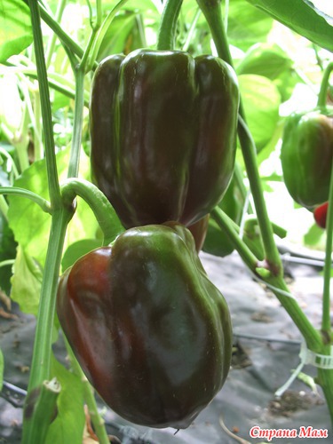 ����-����