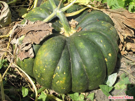 ����� ������ �� �������