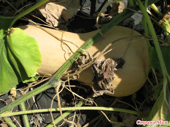 ����� ����������