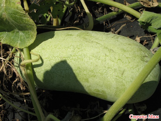 ����� ��������� ����