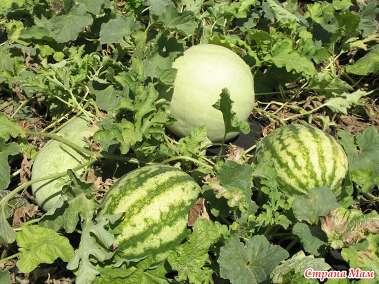 ����� ������� � ����