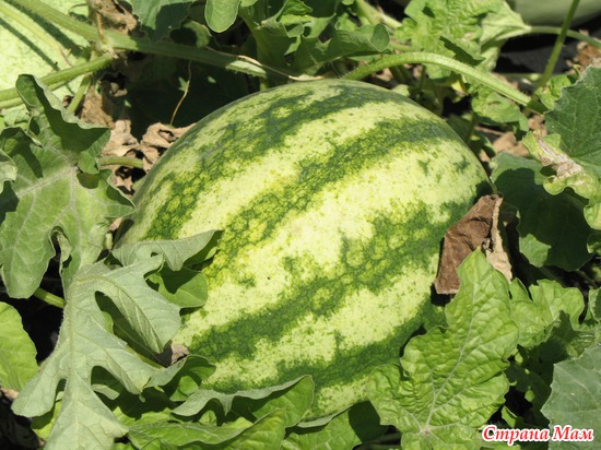 ����� �����