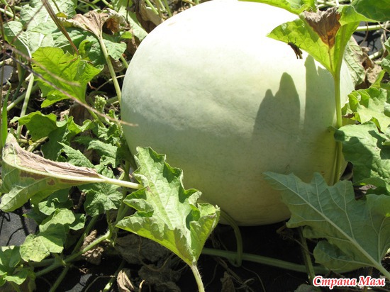 ����� �������������