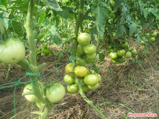 ���� ������