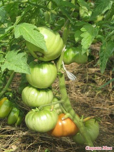 ���� ����������� �������