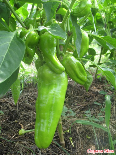 ����� ����