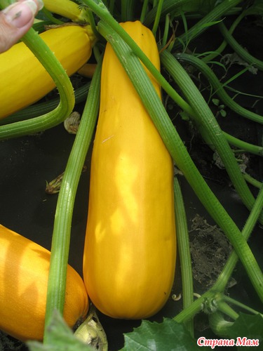 �������(� ����������, ��� ����� �������)