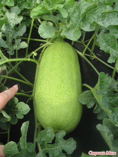 ��������� ����