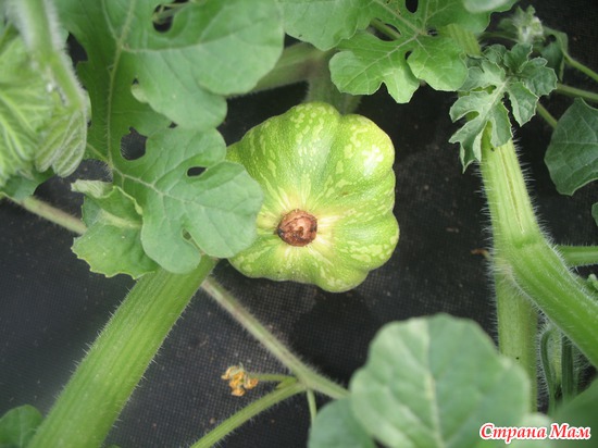 ����� ������ �� �������