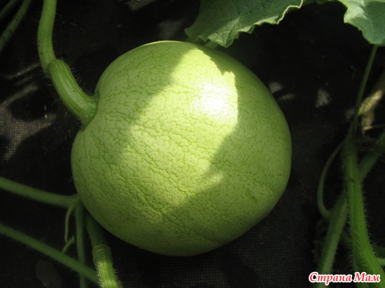 ����� �������������