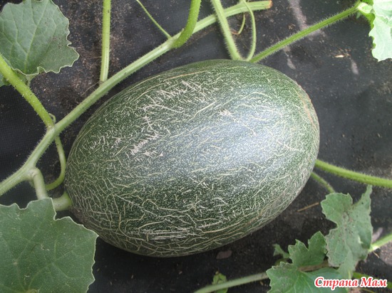 ������ ����