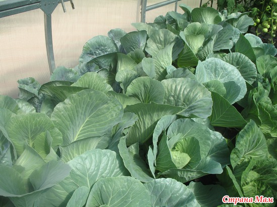 ������� ����