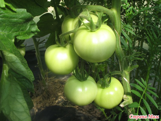 ����, �����