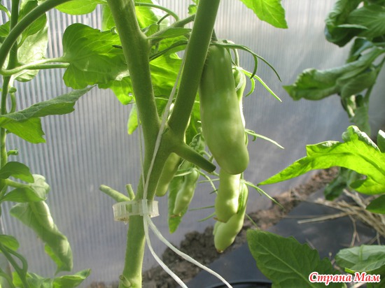 ����� �����������