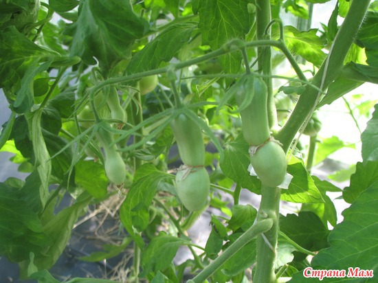 ����� �����������